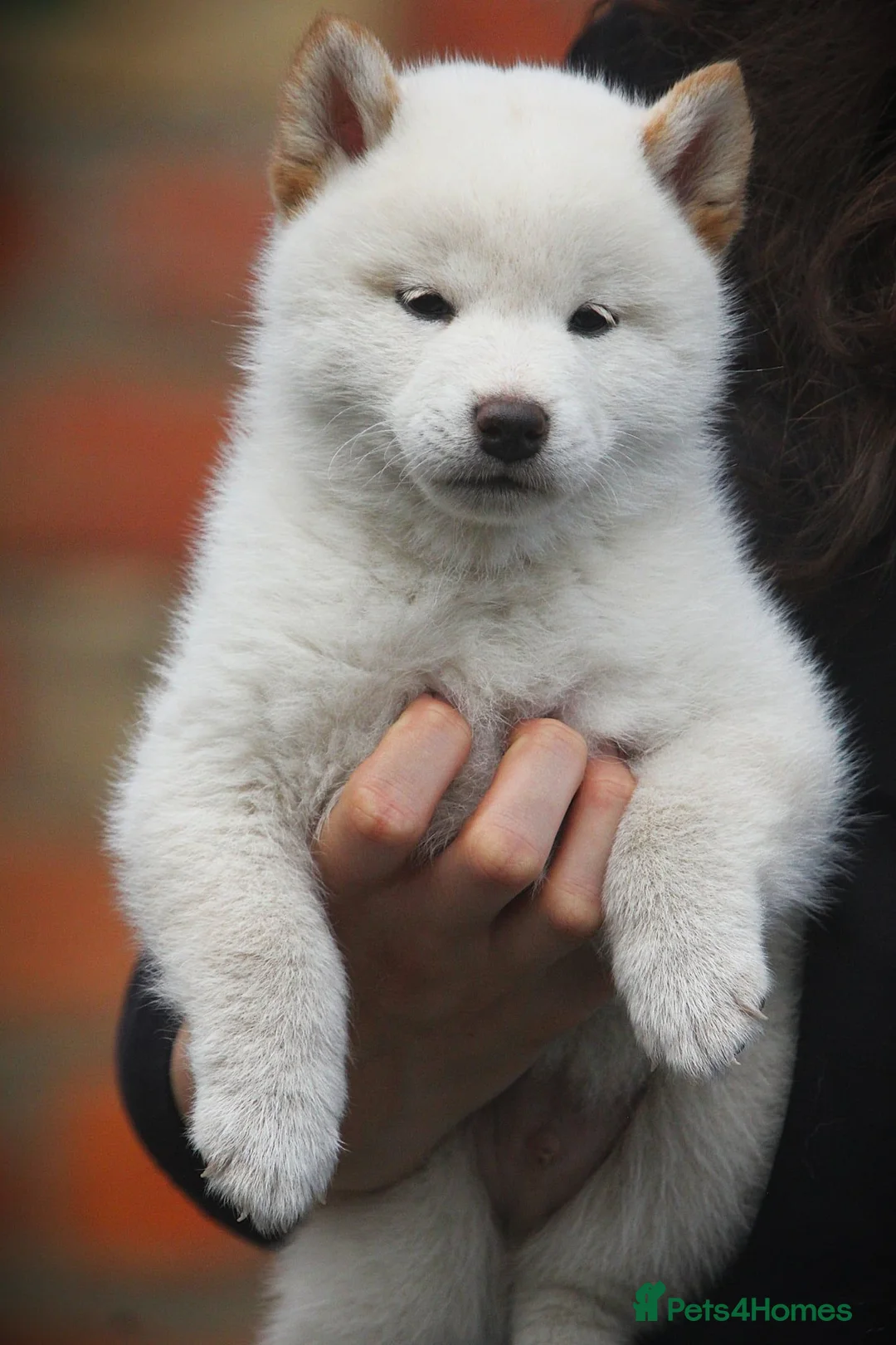 Japanese Shiba Inu dogs for sale: Top quality Japanese shiba inu puppies  - Advert 13