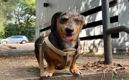 Dachshund dogs for sale: Adorable Male Dachshund Looking for a Loving Home - Image 4