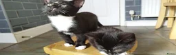 Mixed Breed cats for sale: 4 tuxedo black/white cuties looking for a home - Advert 12