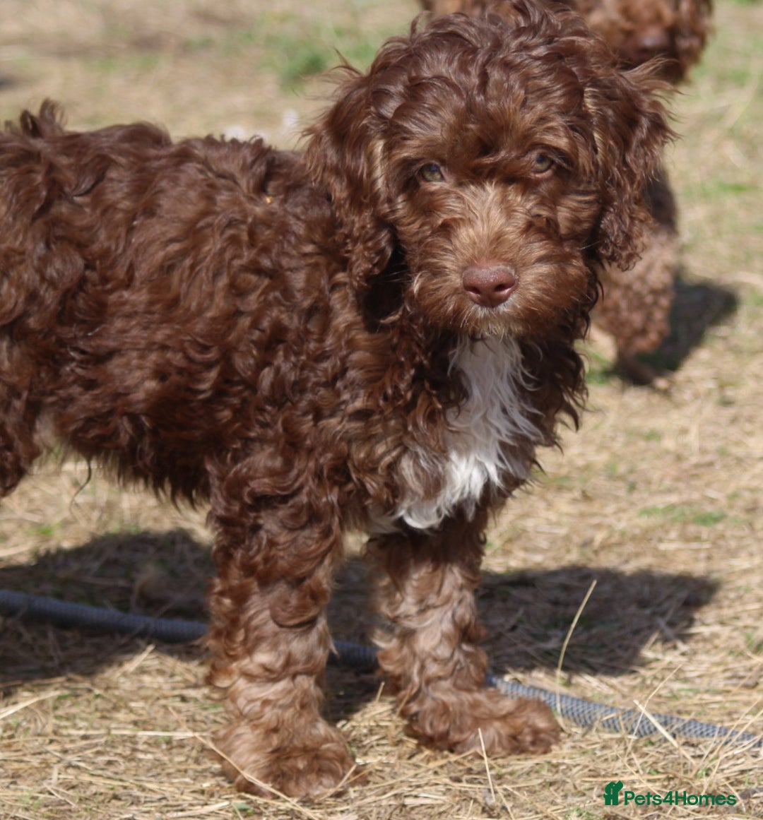 Australian Labradoodle dogs for sale: 🧡💚💙Last girl available, fully health test💙💚🧡 - Image 13