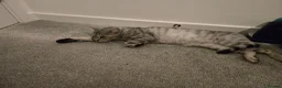 Bengal cats for sale: Beautiful snow bengal - Advert 3