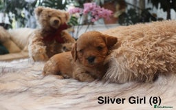 Cavapoochon dogs for sale: Cavapoochon Puppies Looking for Loving Families🐾 - Image 8