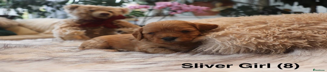 Cavapoochon Puppy 8