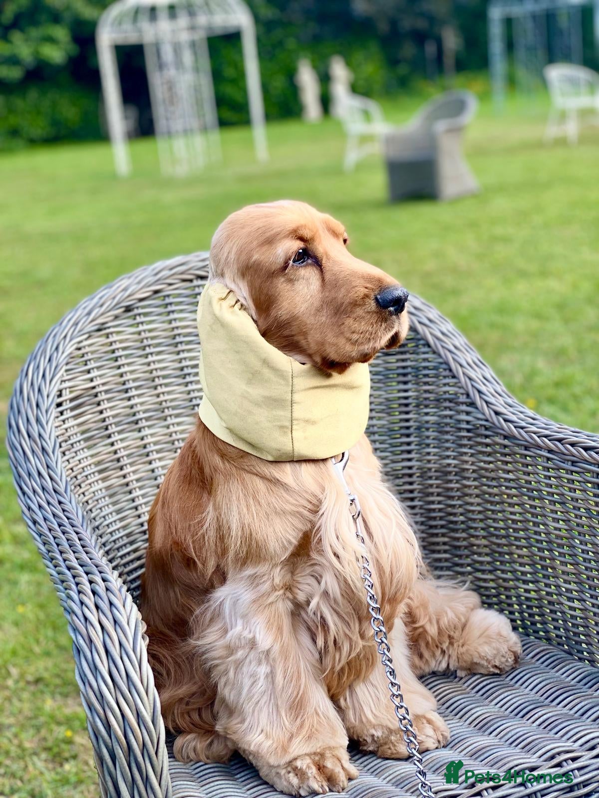 Cocker Spaniel dogs Outstanding Show Cocker for stud  - Advert 1