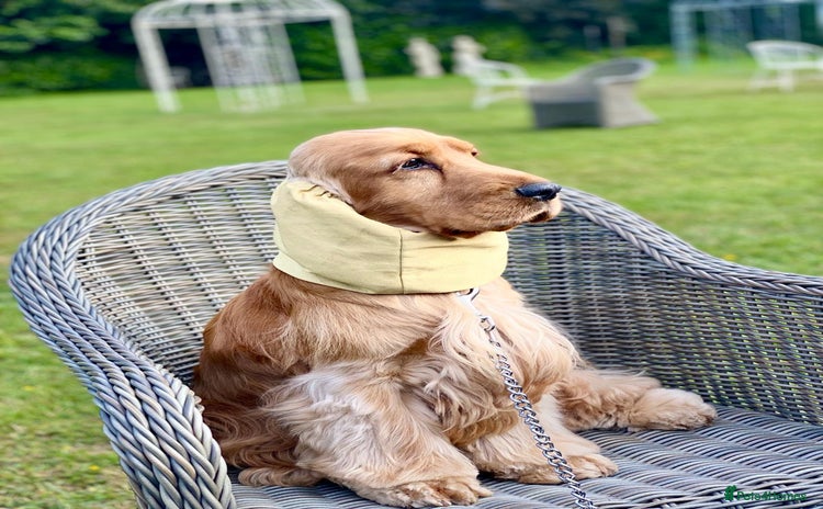Cocker Spaniel dogs - Advert 1
