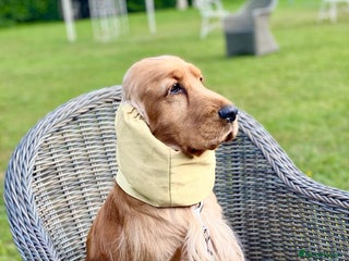 Cocker Spaniel dogs - Advert 30