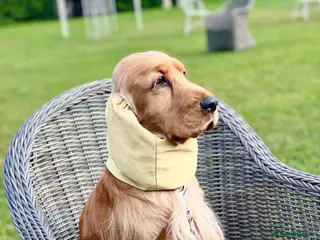 Cocker Spaniel dogs Outstanding Show Cocker for stud - Advert 1