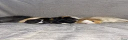 Guinea Pig rodents for sale: Guinea pigs for selling - Advert 15