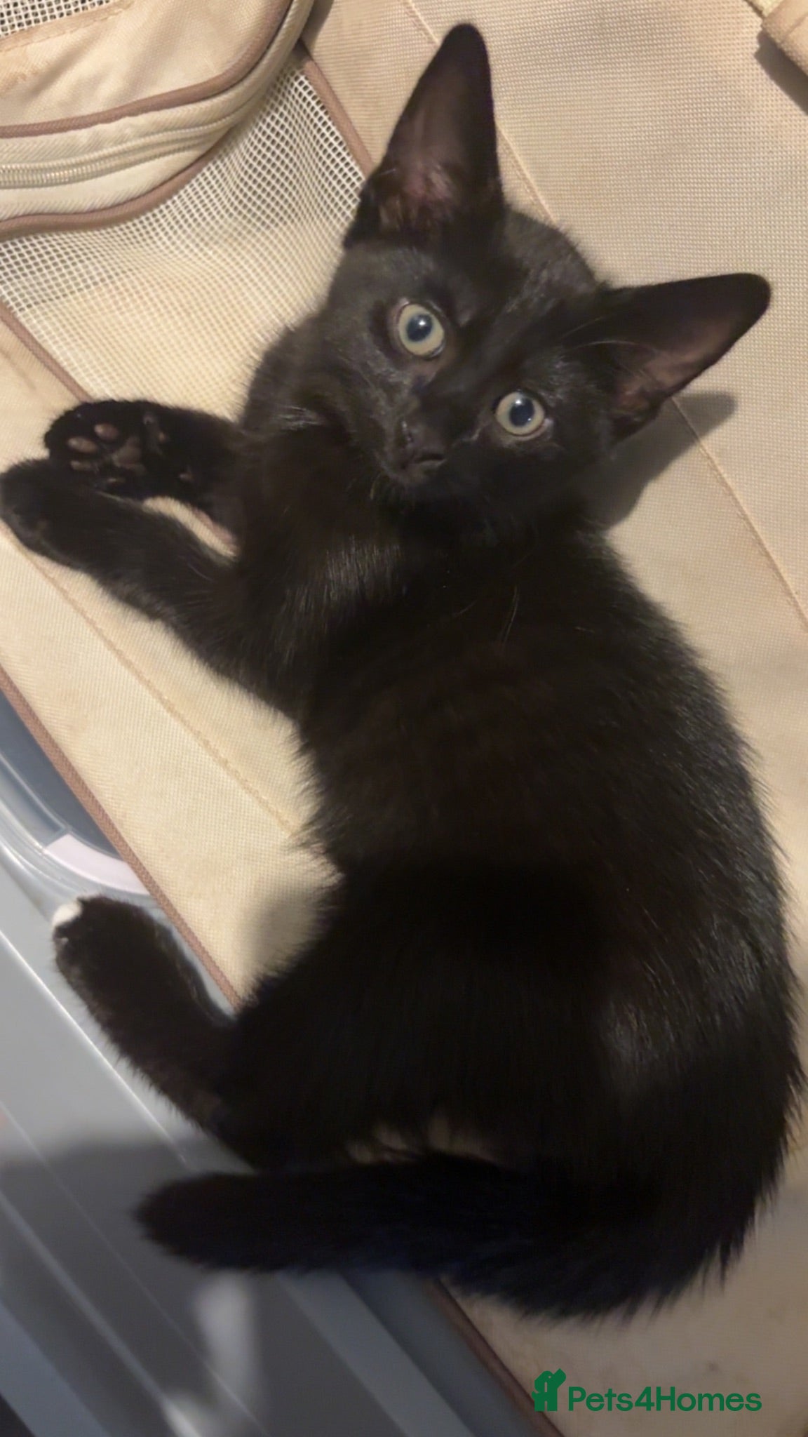 Mixed Breed cats Kitten - Advert 4