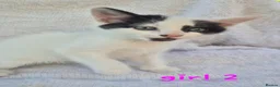 Mixed Breed cats for sale: 4 beautiful kittens  in Barry - Advert 4