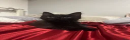Mixed Breed cats for sale: Beautiful Male Kittens 🥰 in Dartford - Advert 4