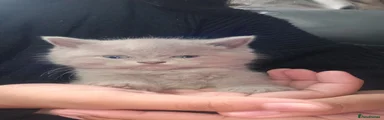 British Shorthair 2