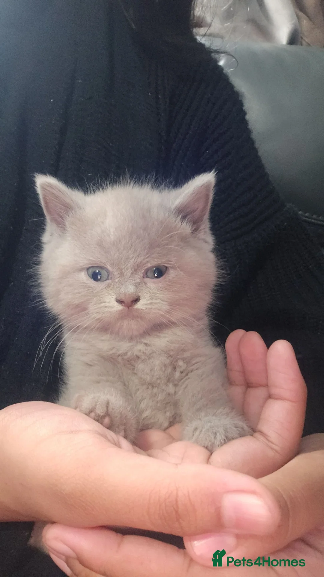 British Shorthair cats for sale: Lowest priced in brum Lilac and blue BSH kittens  - Advert 2