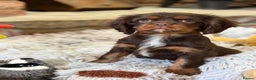 Cavalier King Charles Spaniel dogs for sale: Chocolate and tan Cavalier king charles - Advert 19