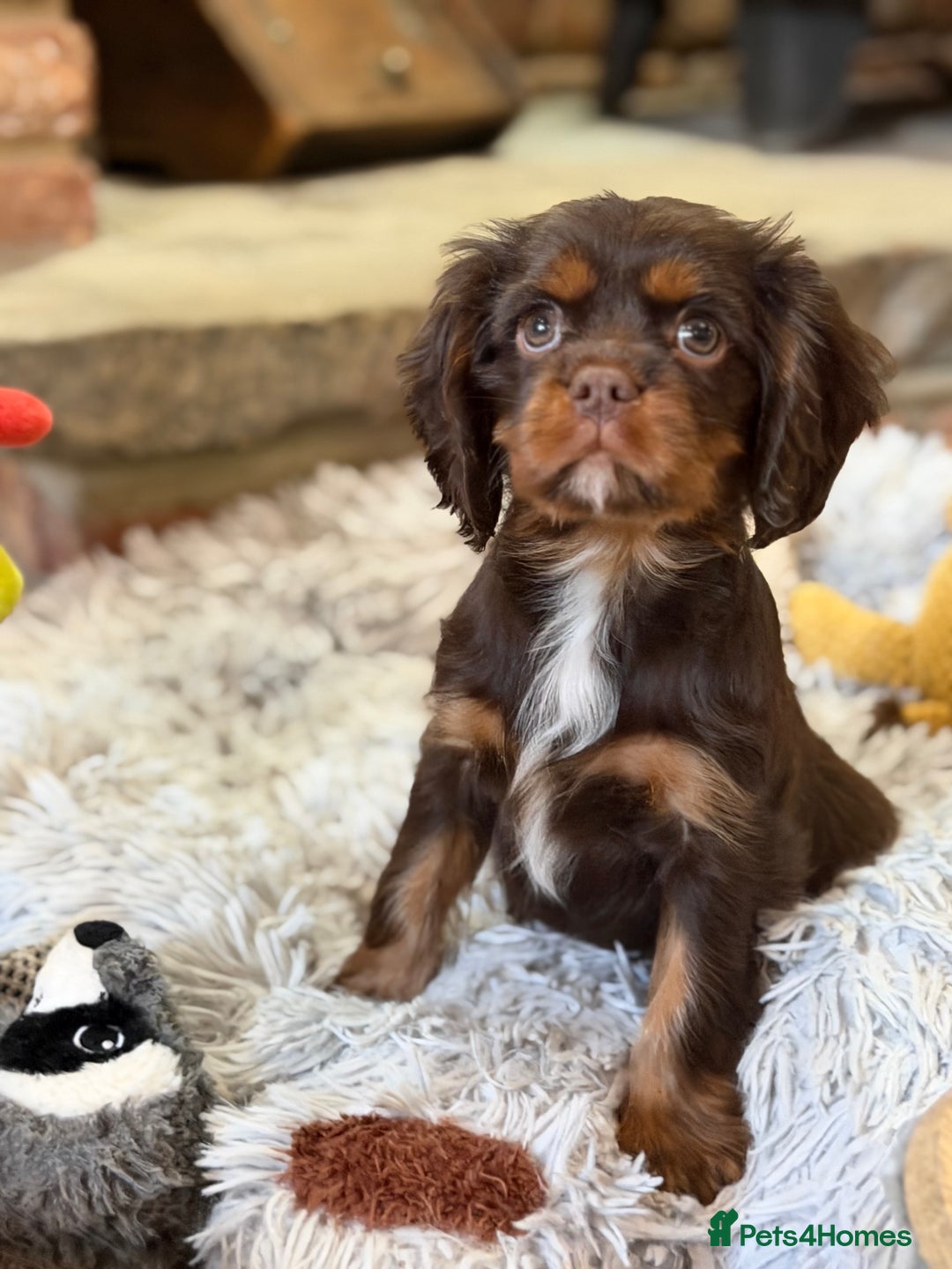 Cavalier King Charles Spaniel dogs for sale: Chocolate and tan Cavalier king charles - Advert 19