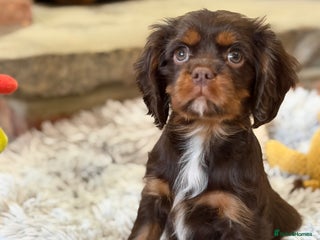 Cavalier King Charles Spaniel dogs Chocolate and tan Cavalier king charles - Advert 10