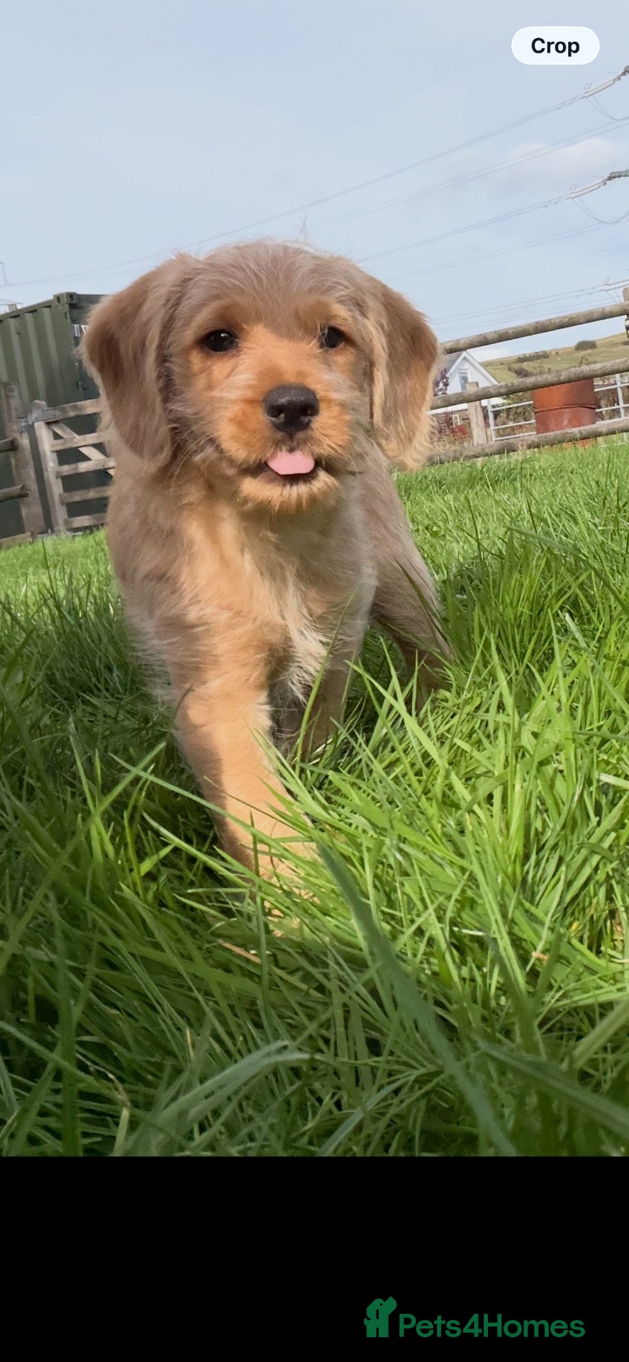 Mixed Breed dogs ‼️1 boy and 1 girl ‼️AVAILABLE NOW!!!   - Advert 3