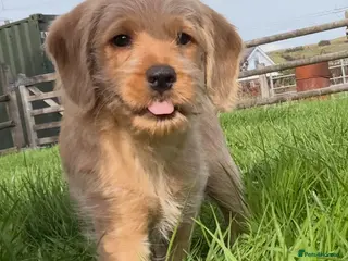 Mixed Breed dogs ‼️1 boy and 1 girl ‼️AVAILABLE NOW!!! - Advert 3