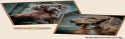 Cocker Spaniel dogs for sale: KC Reg WCS pups Health tested FTCH lines - Advert 2