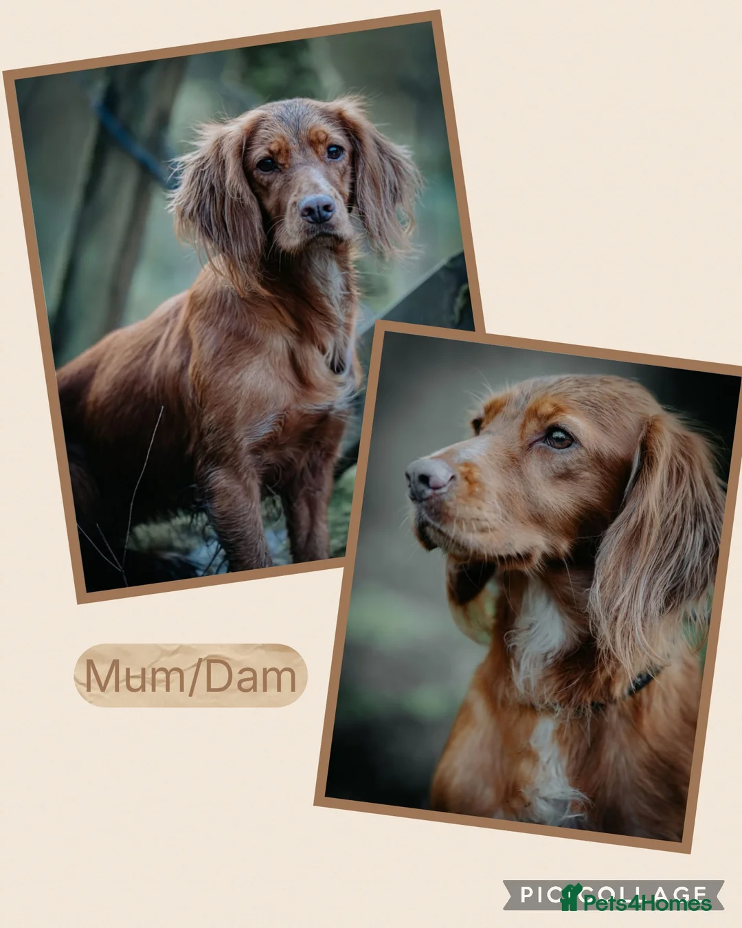 Cocker Spaniel dogs for sale: KC Reg WCS pups Health tested FTCH lines - Advert 2