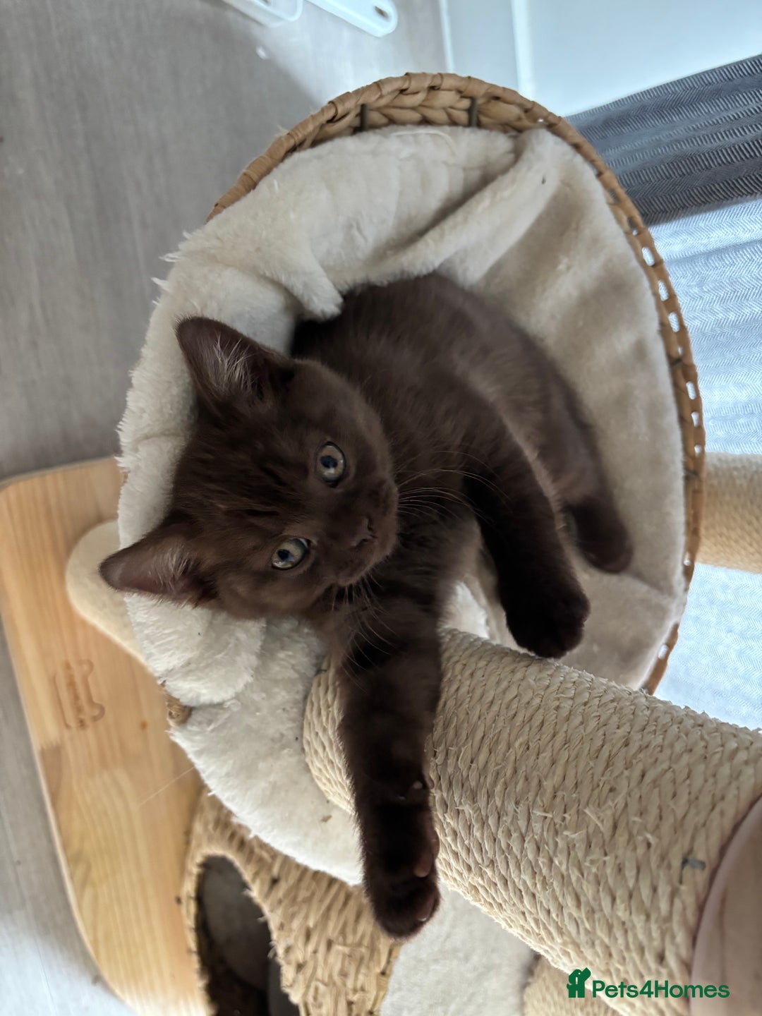 British Shorthair cats for sale: 🏆 pedigree British shorthair🏆 - Image 12
