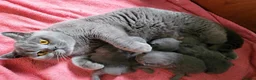 British Shorthair cats for sale: ❤️British Shorthair kittens❤️ - Advert 5