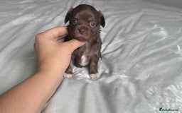 Chihuahua dogs for sale: Chocolate Girl, Blue Boy Longhair Chihuahua  - Image 13