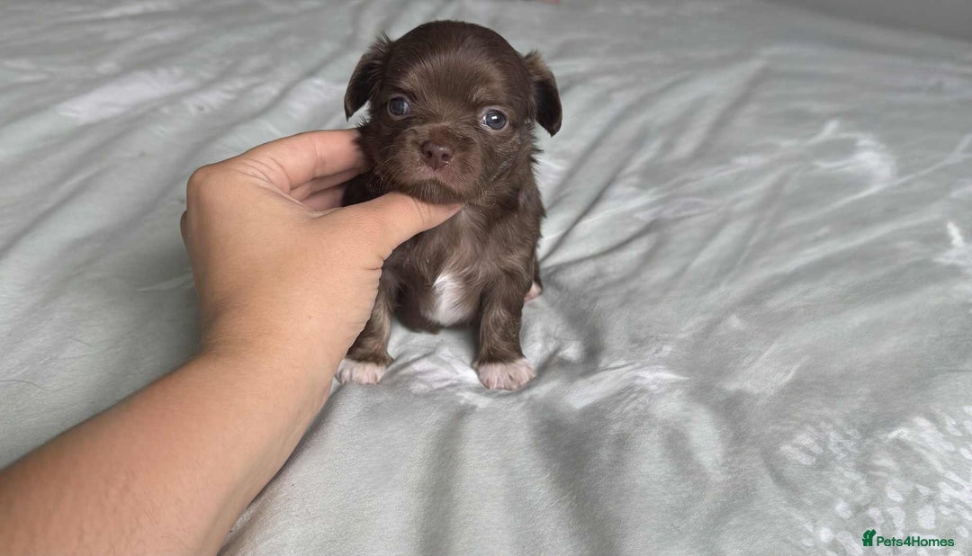 Chihuahua dogs for sale: Chocolate Girl, Blue Boy Longhair Chihuahua  - Image 13