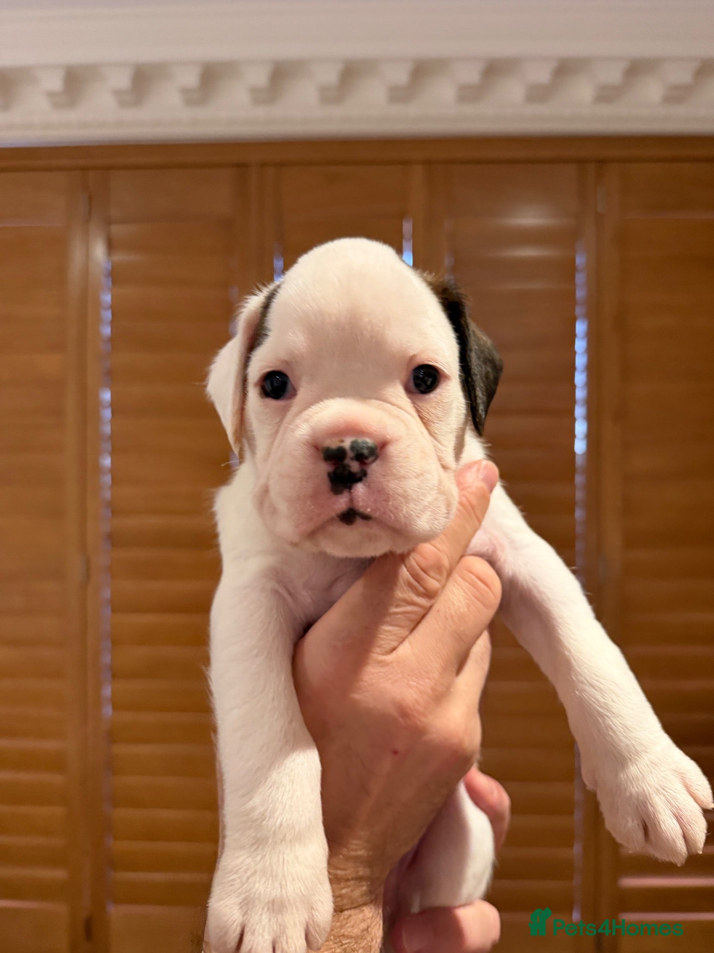 Boxer dogs Boxer puppies for sale  - Advert 4