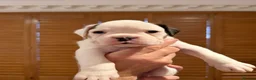 Boxer dogs for sale: Boxer puppies for sale  - Advert 1