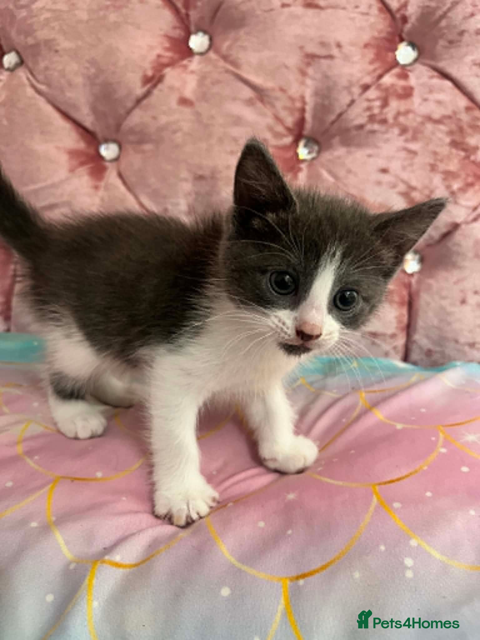 British Shorthair cats Beautiful Grey & White British Shorthair Kittens - Advert 10