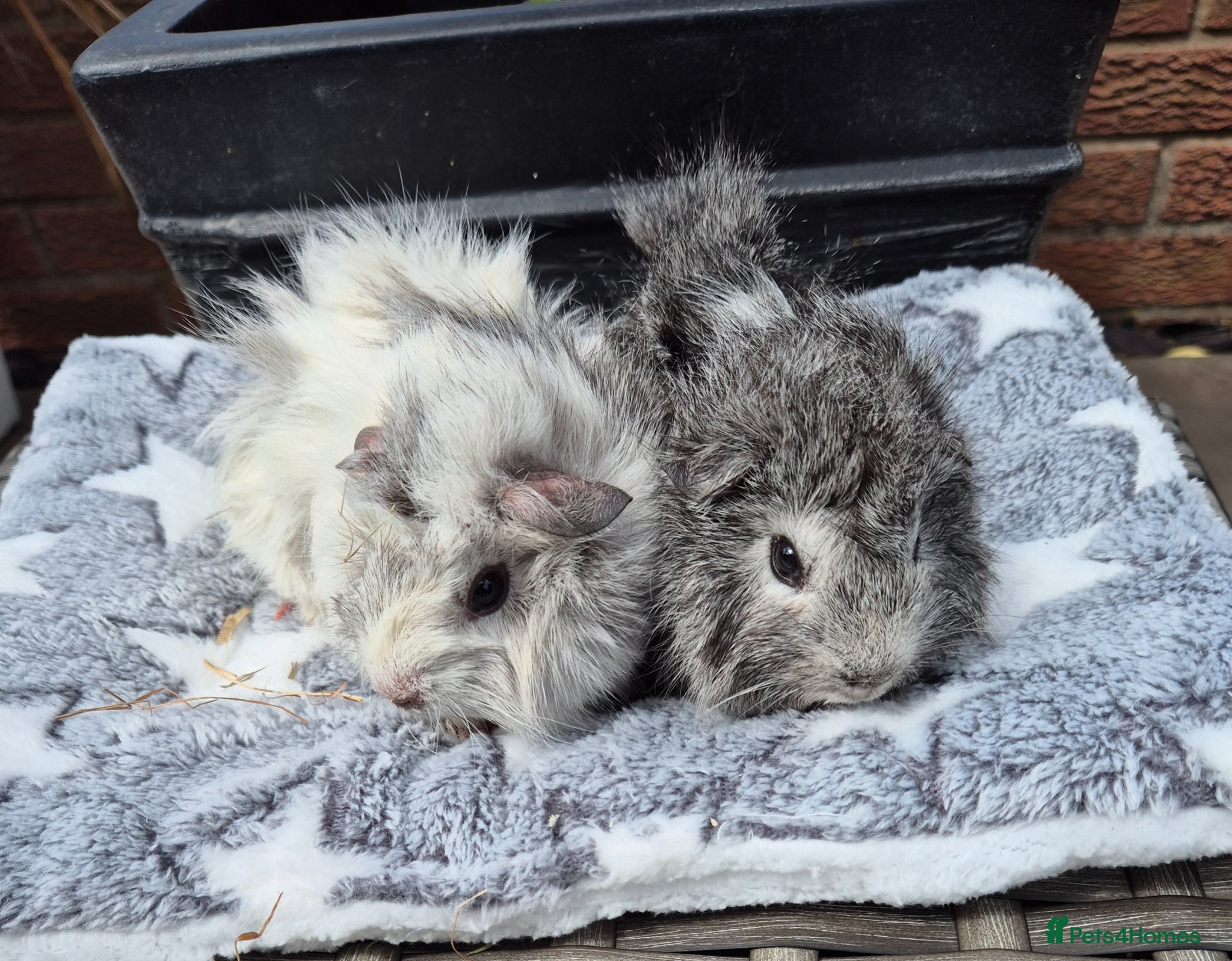 Guinea Pig rodents  Baby Girl Funky Silver Guinea Pigs - Advert 1