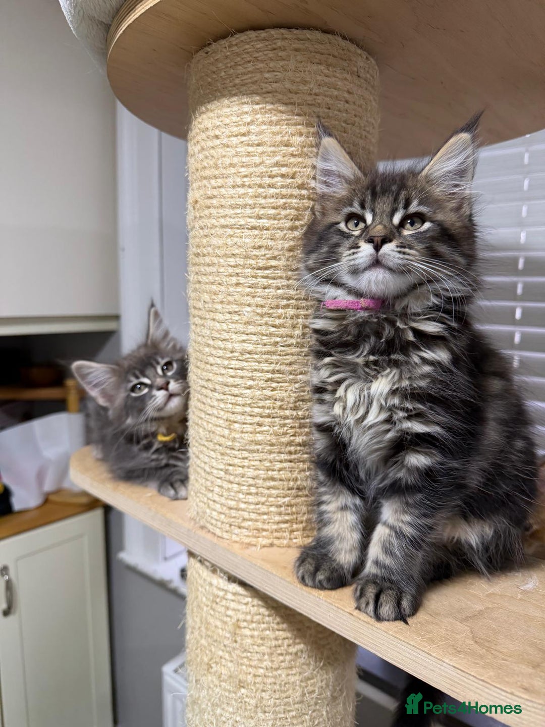 Maine Coon cats for sale: Beautiful friendly Maine Coon cross Kittens  - Advert 18
