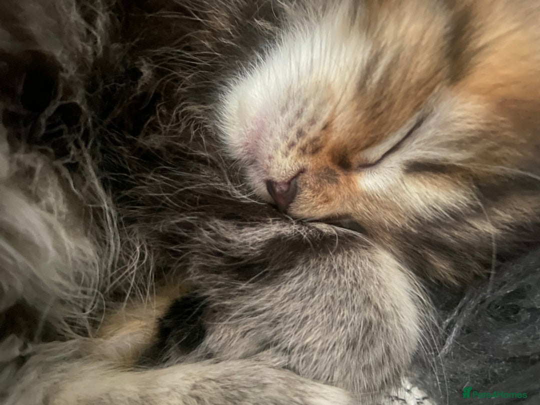 Maine Coon cats for sale: Half Main Coon and Ragdoll - Image 5