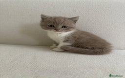 British Shorthair cats for sale: British Short Hair/ British Longhair 🐾 in Manchester - Image 21