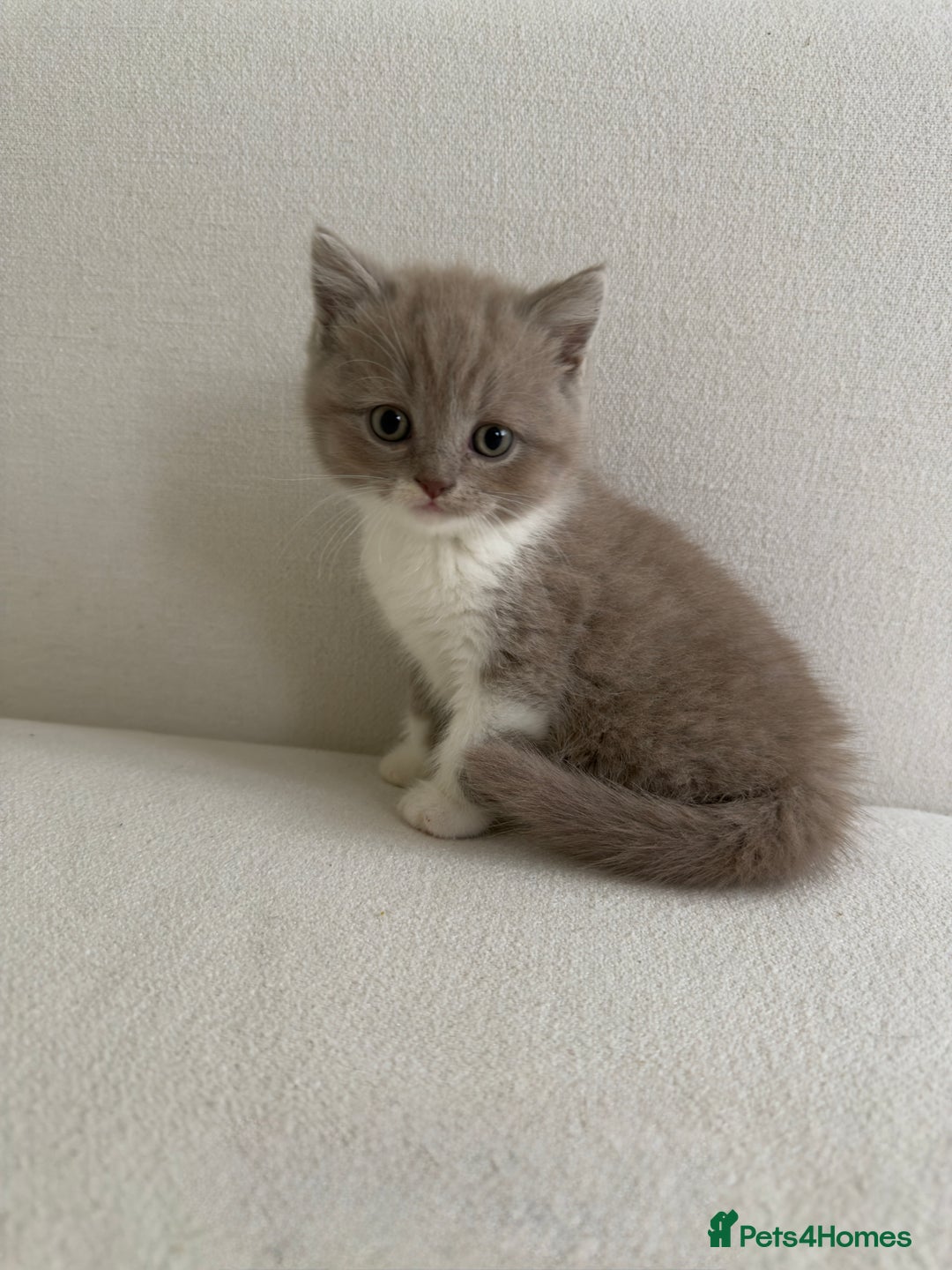 British Shorthair cats for sale: British Short Hair/ British Longhair 🐾 in Manchester - Image 21