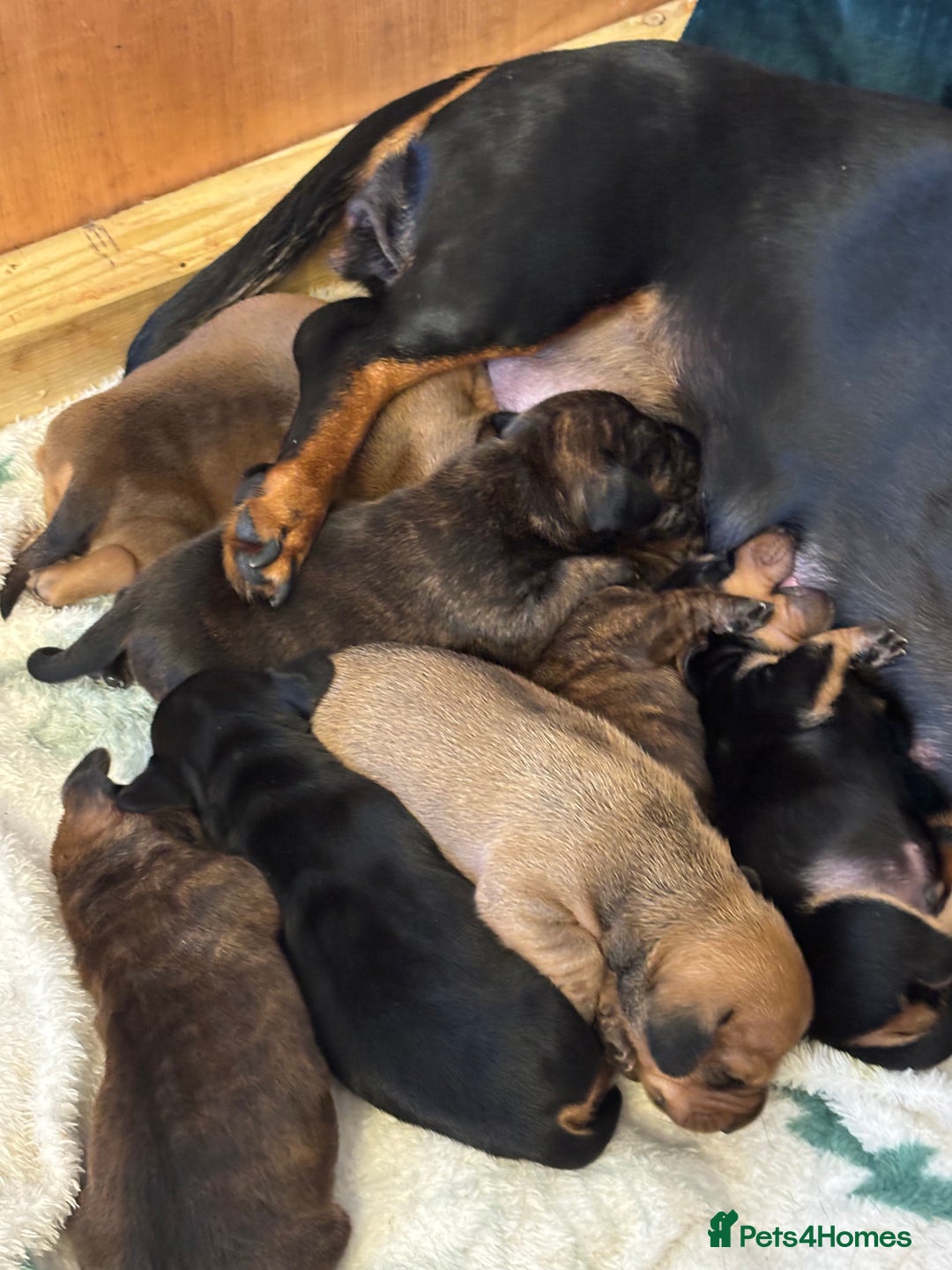 Dachshund dogs for sale: Sausage dog puppies for sale! - Image 4