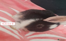 Mixed Breed rabbits for sale: 5 weeks old bunnies ready to go in October 14 - Image 2