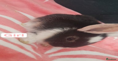 Mixed Breed rabbits - Advert 12