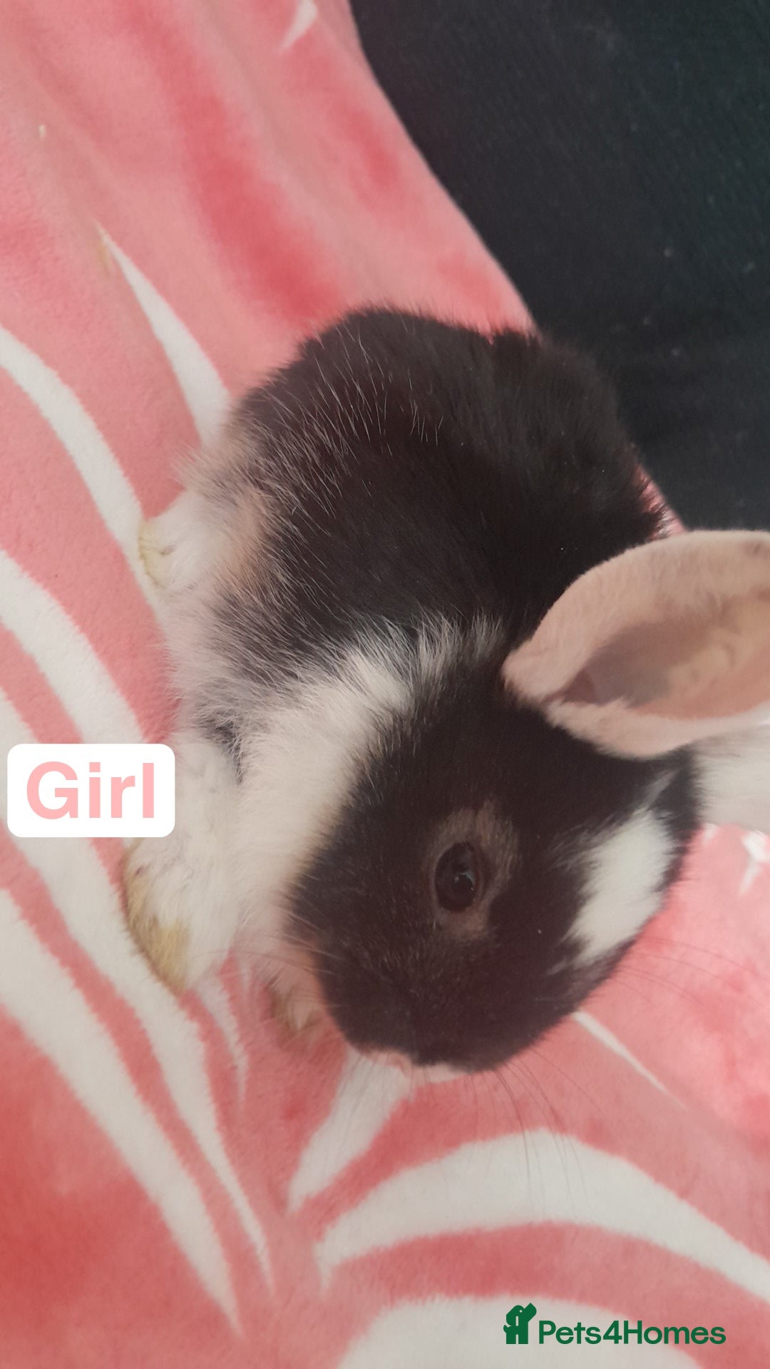Mixed Breed rabbits for sale: 5 weeks old bunnies ready to go in October 14 - Image 2