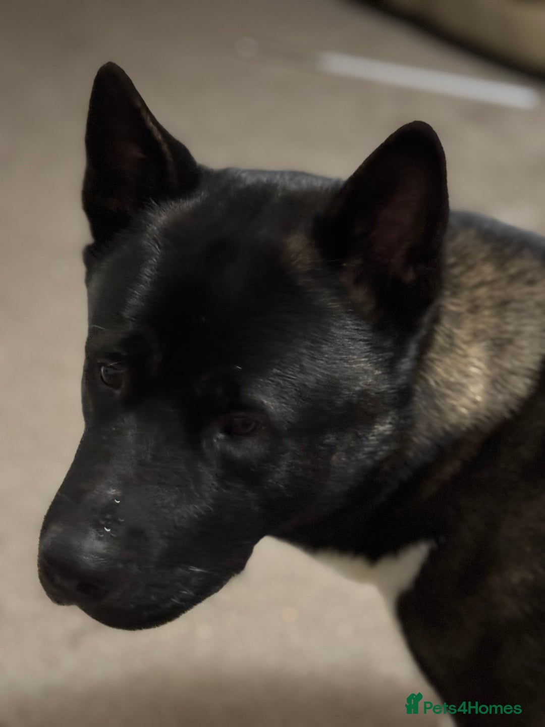 Akita dogs for sale: American Akita needs rehoming - Advert 1