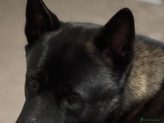 Akita dogs American Akita needs rehoming - Advert 1