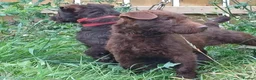 Patterdale Terrier dogs for sale: Patterdale terrier pups in York - Advert 4