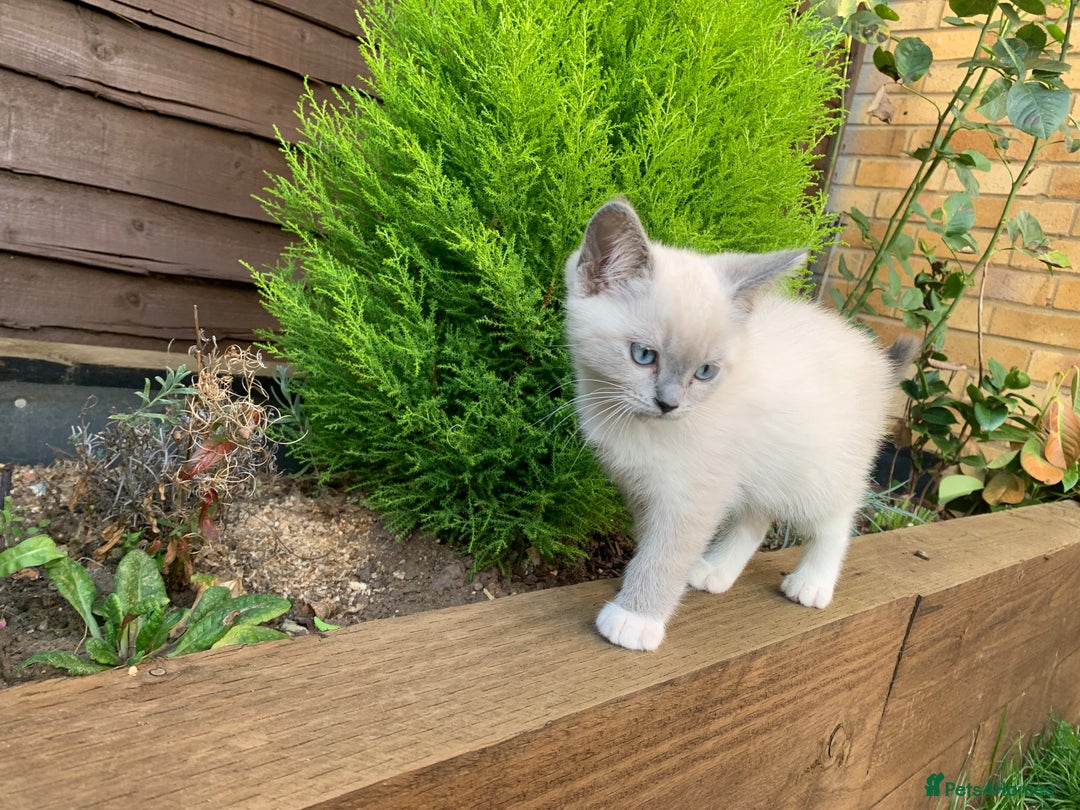 Ragdoll cats for sale: Half breed Ragdoll female kitten available  - Image 2