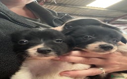 Border Collie dogs for sale: Lovely border collie pups - Image 2