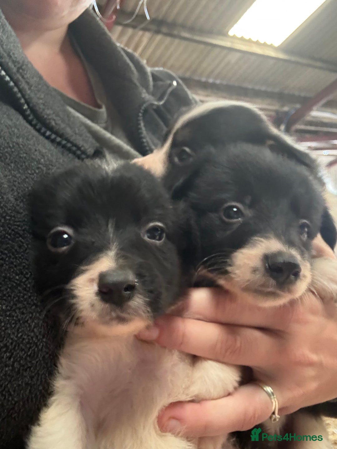 Border Collie dogs for sale: Lovely border collie pups - Image 2