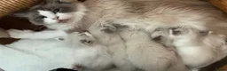 Ragdoll cats for sale: Beautiful male ragdoll kittens - Advert 39