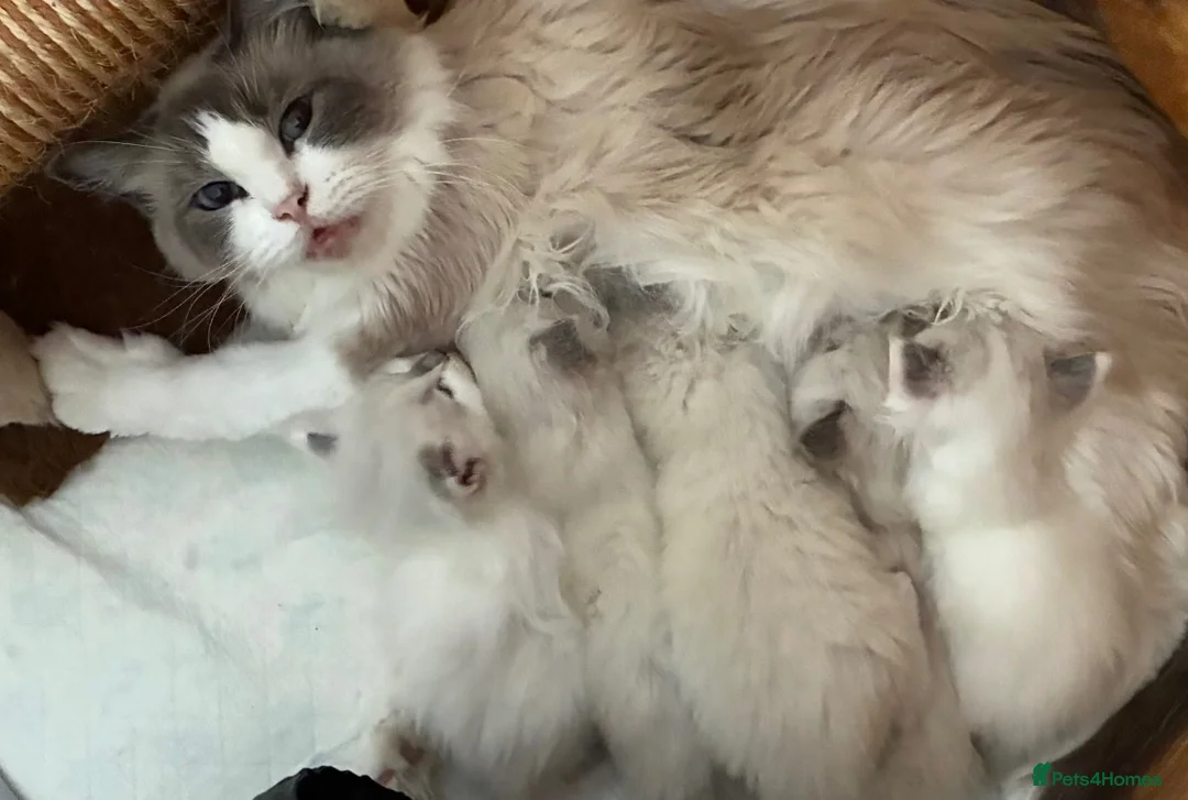 Ragdoll cats for sale: Beautiful male ragdoll kittens - Advert 39