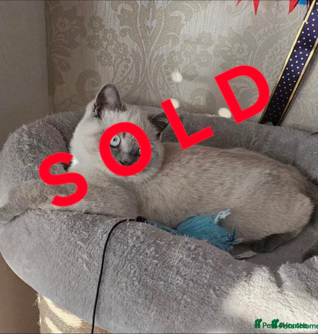 British Shorthair cats BSH Colourpointed GCCF reg., stunning male - Advert 16