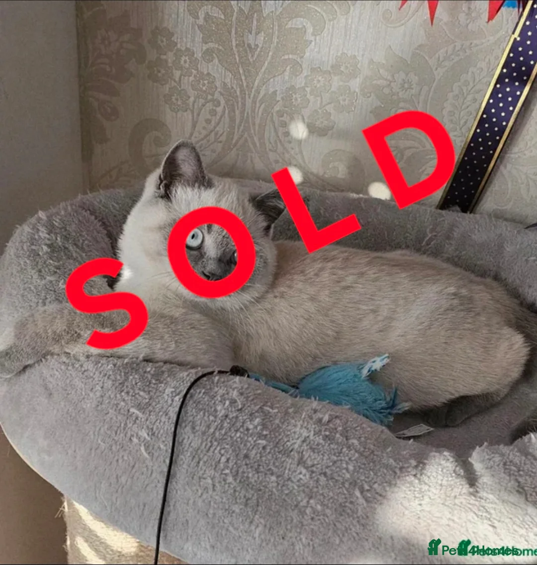 British Shorthair cats for sale: BSH Colourpointed GCCF reg., stunning male - Advert 1